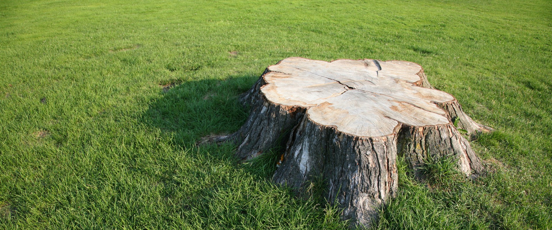 Rotting Tree Stumps with Epsom Salt A Quick and Easy DIY Solution