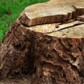 Stump Grinding and Removal Services in Winchester, Virginia