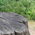 Make That Tree Stump Disappear in a Flash