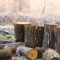 Tree Service Necessity: How Stump Removal Service In Winchester, VA, Compares To Pembroke Pines, FL