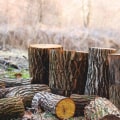 Tree Service Necessity: How Stump Removal Service In Winchester, VA, Compares To Pembroke Pines, FL