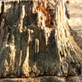 How to Get Rid of Tree Stumps Easily and Naturally