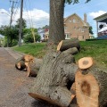 Stump Removal Services: Ensuring the Job is Done Right and Safely