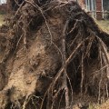 The Best Tree Stump Removal Options in Winchester Virginia