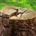 Getting Rid of Tree Stumps and Roots: A Comprehensive Guide