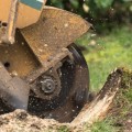 Tree Stump Removal: Professional Services vs DIY