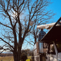 Stump Grinding Services in Winchester, VA: What You Need to Know