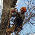 Finding the Best Stump Removal Service in Winchester, Virginia