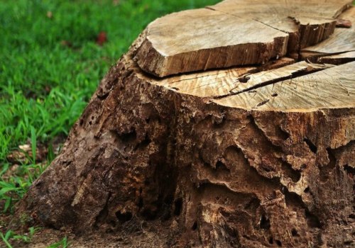 Stump Grinding and Removal Services in Winchester, Virginia