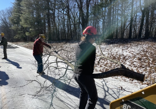 Greeley Tree Service: Expert Stump Removal in Winchester, Virginia
