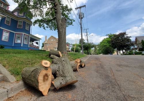 A Tale Of Two Cities: Comparing Tree Maintenance In Fountain Hills, Arizona, And Stump Removal In Winchester, Virginia