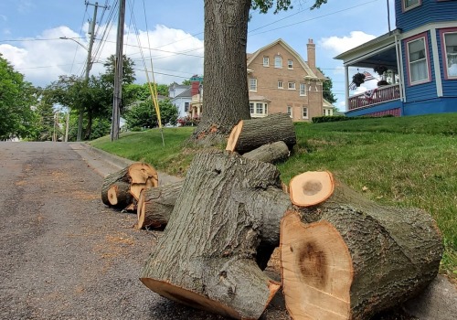 Say Goodbye to That Monstrosity: Should I Leave a Tree Stump in the Ground?