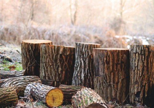 Tree Service Necessity: How Stump Removal Service In Winchester, VA, Compares To Pembroke Pines, FL