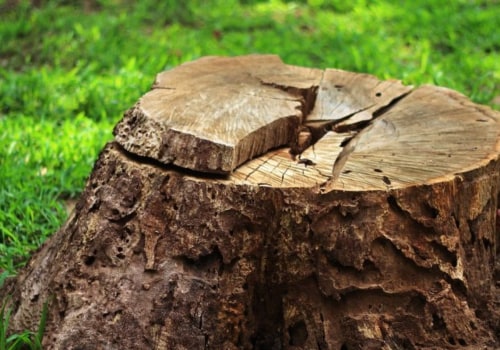 What Happens to Tree Roots After Stump Grinding?