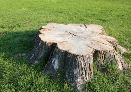 Rotting Tree Stumps with Epsom Salt: A Quick and Easy DIY Solution
