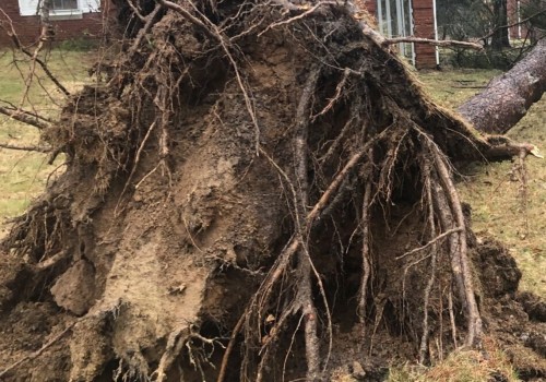 The Best Tree Stump Removal Options in Winchester Virginia