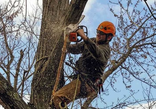 Finding the Best Stump Removal Service in Winchester, Virginia