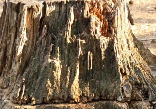 Expert Help for Your Stump Removal and Tree Work